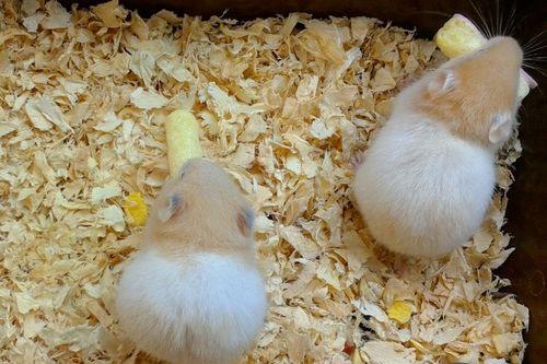 蜜瓜仓鼠可以吃吗,仓鼠能否享用甜蜜蜜瓜