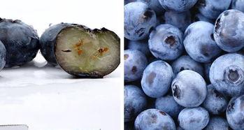 吃瓜的蓝莓,揭秘吃瓜背后的故事