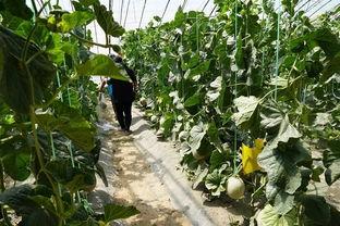 山南吃瓜视频,揭秘网络热点的背后故事