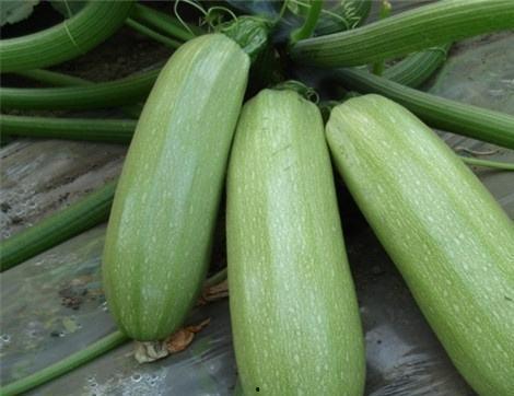 梨瓜痛风可以吃吗,梨瓜痛风患者适宜食用指南