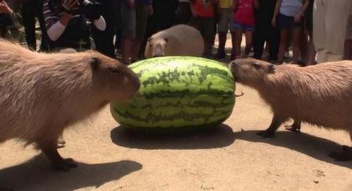 水豚吃瓜记,一场生态与美食的邂逅