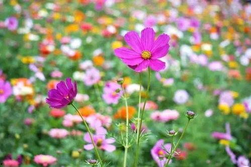 花海求婚吃瓜,吃瓜群众见证甜蜜瞬间