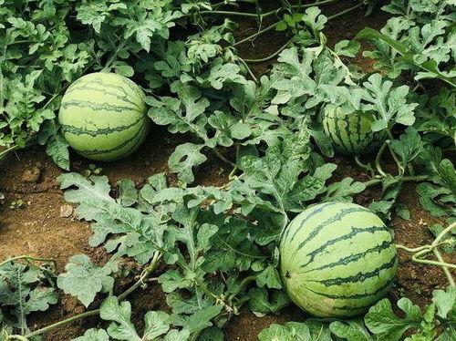 山西介休吃瓜事件,一场网络热议背后的真相与反思