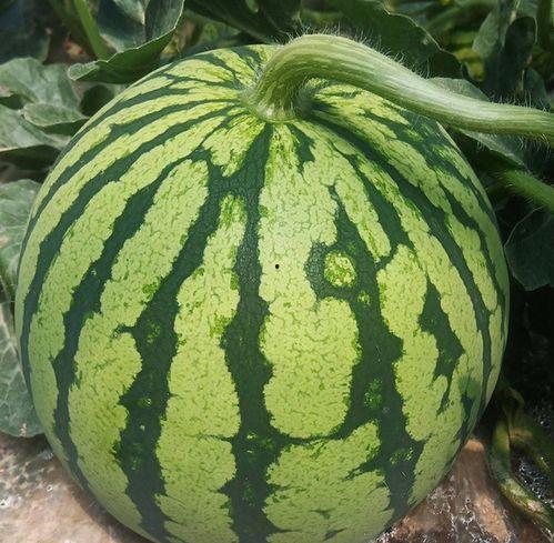 吃瓜资源认准瓜闻天下,吃瓜资源指南，揭秘娱乐圈最新热点