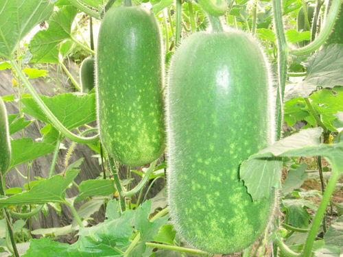 718吃瓜 git,揭秘Git背后的技术魅力