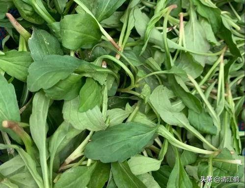 马兰峪吃瓜,吃瓜群众的欢乐盛宴