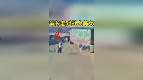 羊圈吃瓜版,揭秘羊群中的趣味生活与智慧互动