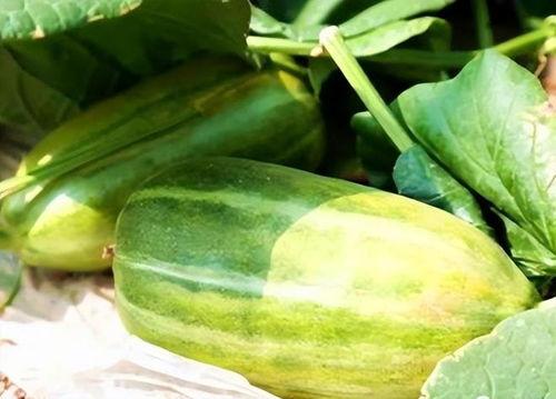 秋天吃的瓜是什么瓜,探寻秋季食用的特色瓜果